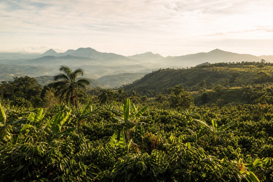 Plantación tropical en Ecuador